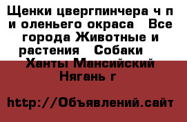 Щенки цвергпинчера ч/п и оленьего окраса - Все города Животные и растения » Собаки   . Ханты-Мансийский,Нягань г.